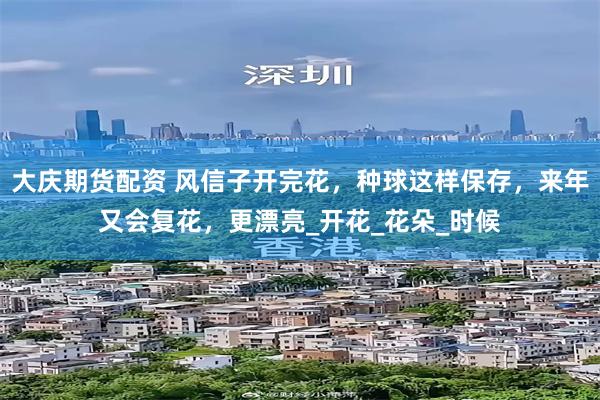 大庆期货配资 风信子开完花，种球这样保存，来年又会复花，更漂亮_开花_花朵_时候