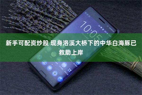 新手可配资炒股 现身洛溪大桥下的中华白海豚已救助上岸